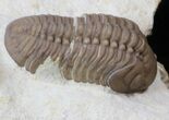 Lochovella (Reedops) Trilobite With Bite Mark - Clarita, Oklahoma #36144-4